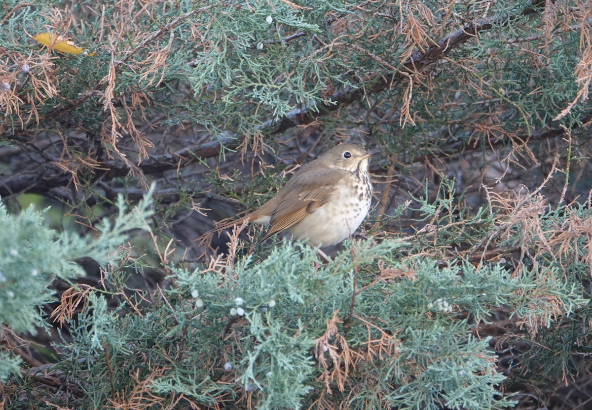 Hermit Thrush - ML644548784