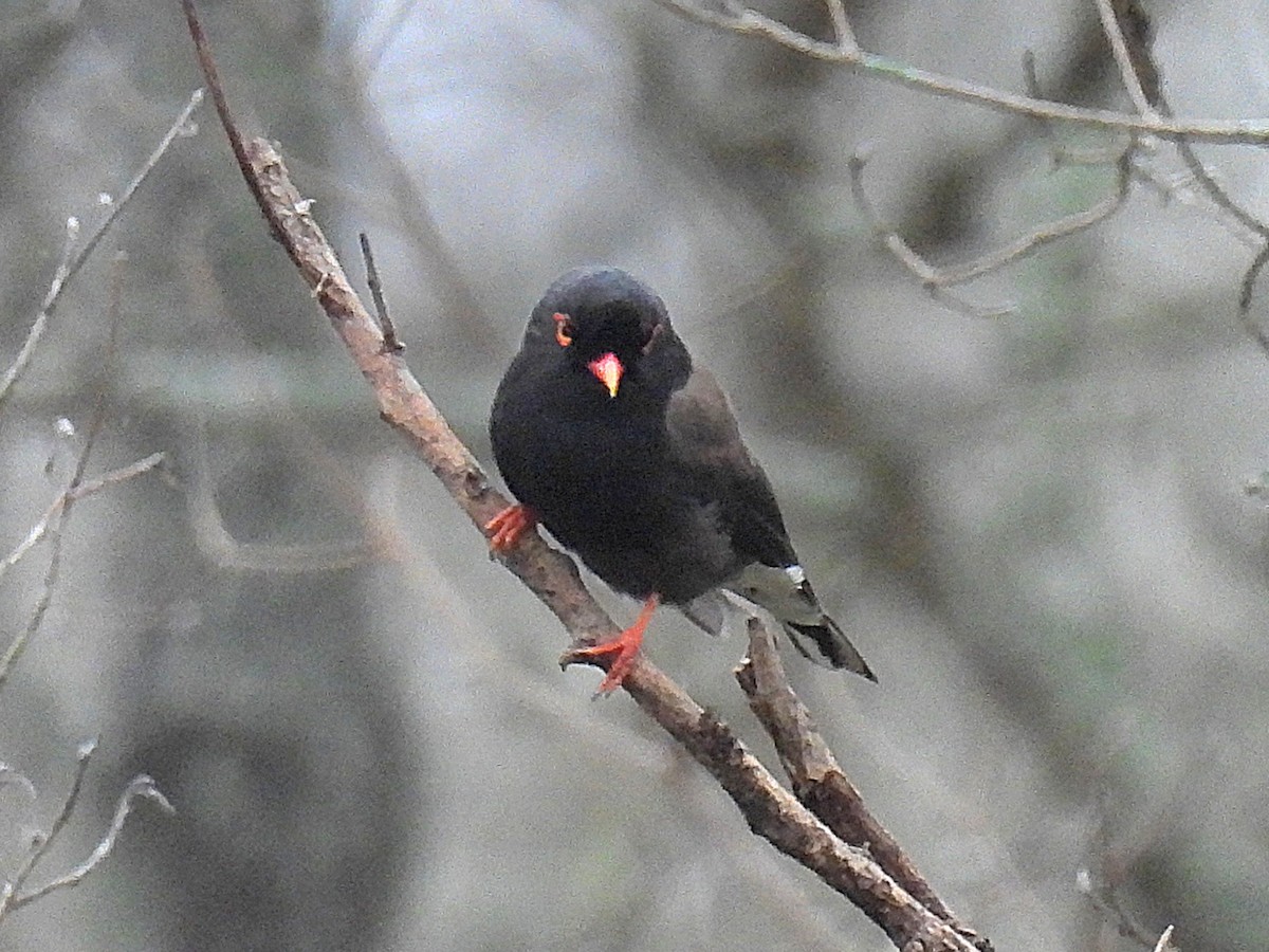 Retz's Helmetshrike - ML644548786