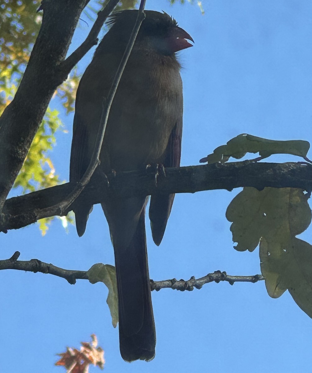 Northern Cardinal - ML644548788