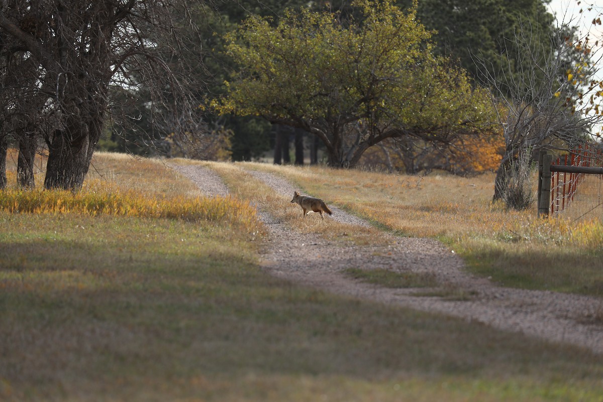 Animals - ML644548789