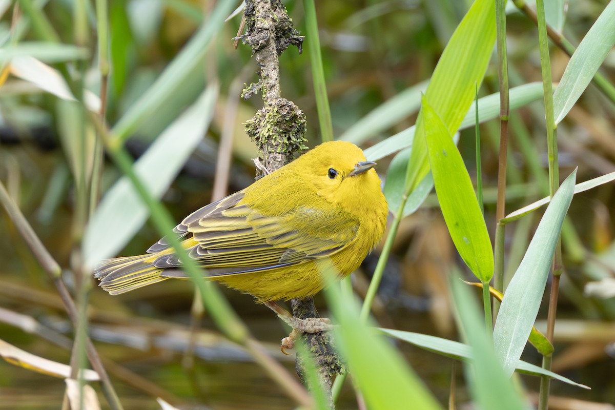 Northern Yellow Warbler - ML644548790