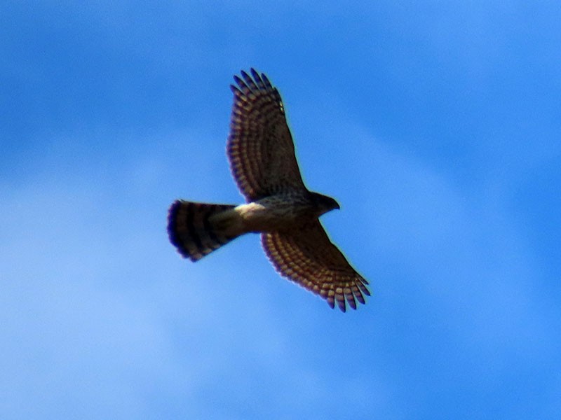 Cooper's Hawk - ML644548791
