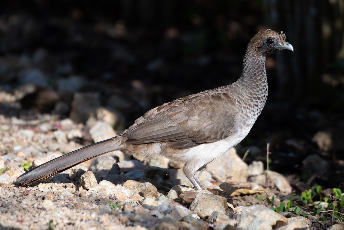 East Brazilian Chachalaca - ML644548793