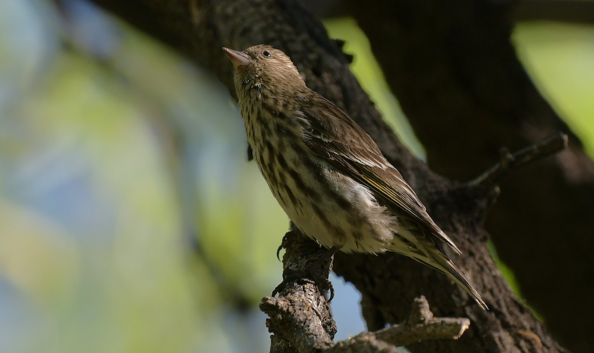 Pine Siskin - ML644548794