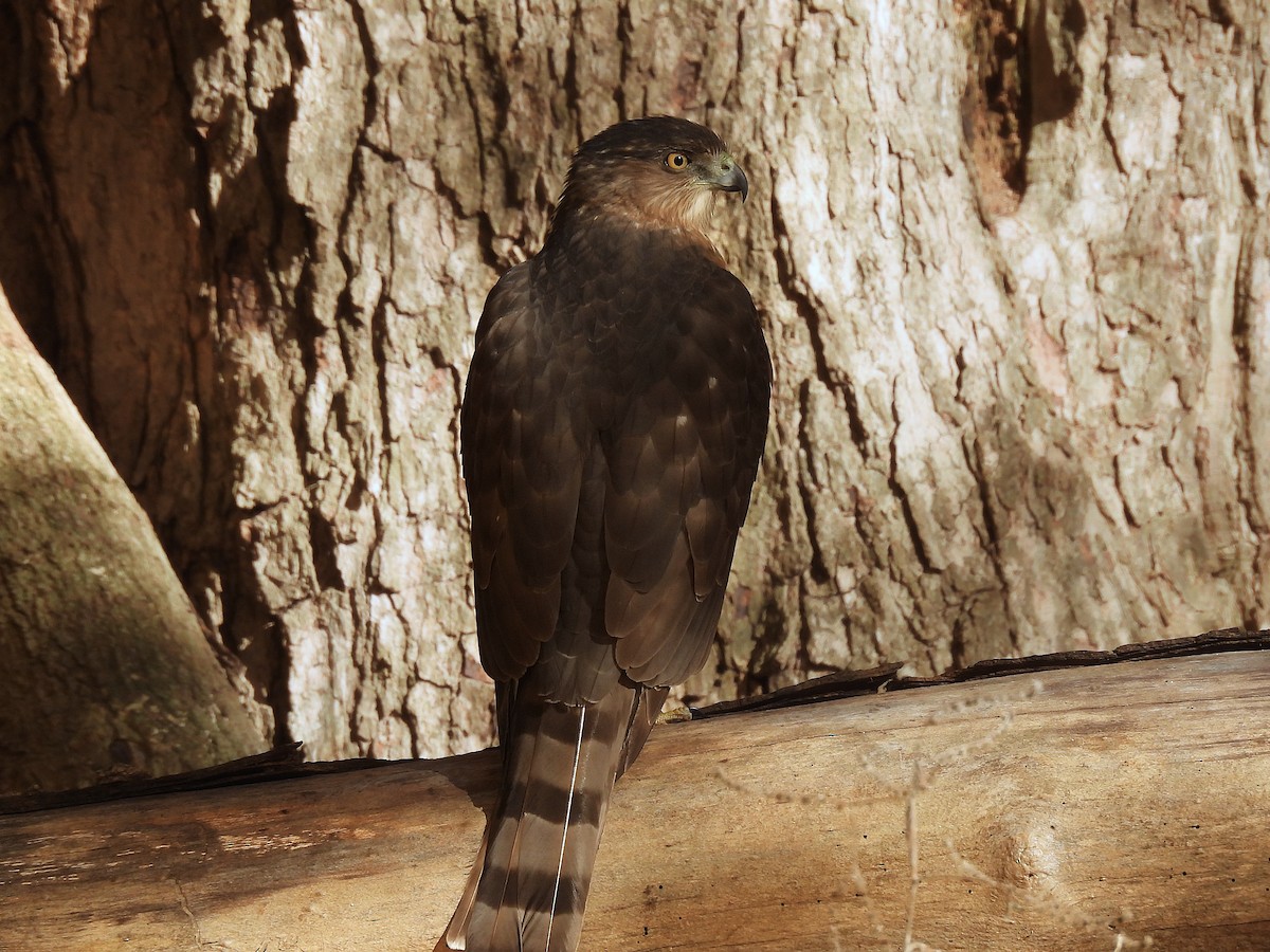 Cooper's Hawk - ML644548796