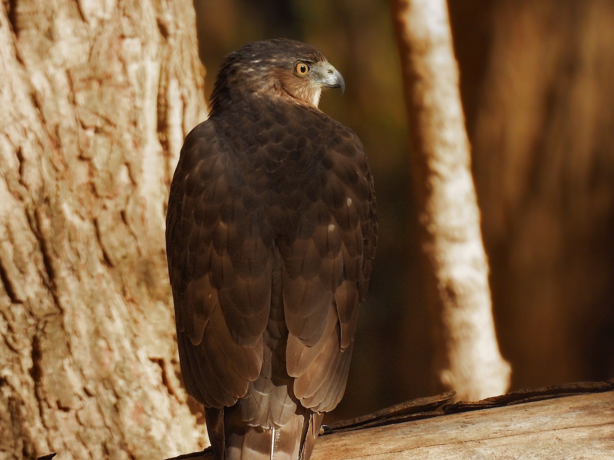 Cooper's Hawk - ML644548797