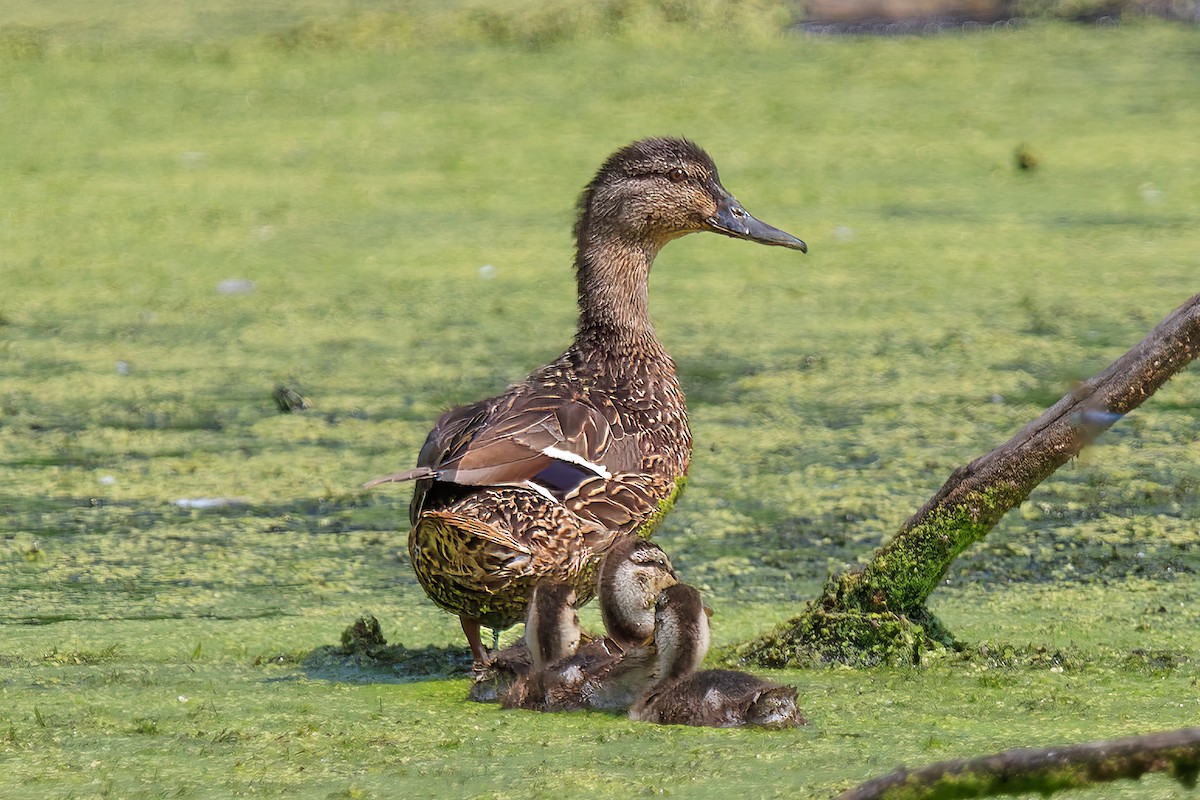 American Black Duck - ML644548798
