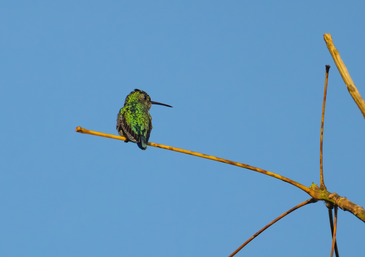 Glittering-throated Emerald - ML644548799
