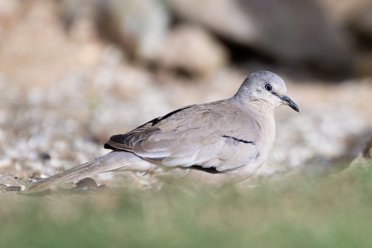 Picui Ground Dove - ML644548800