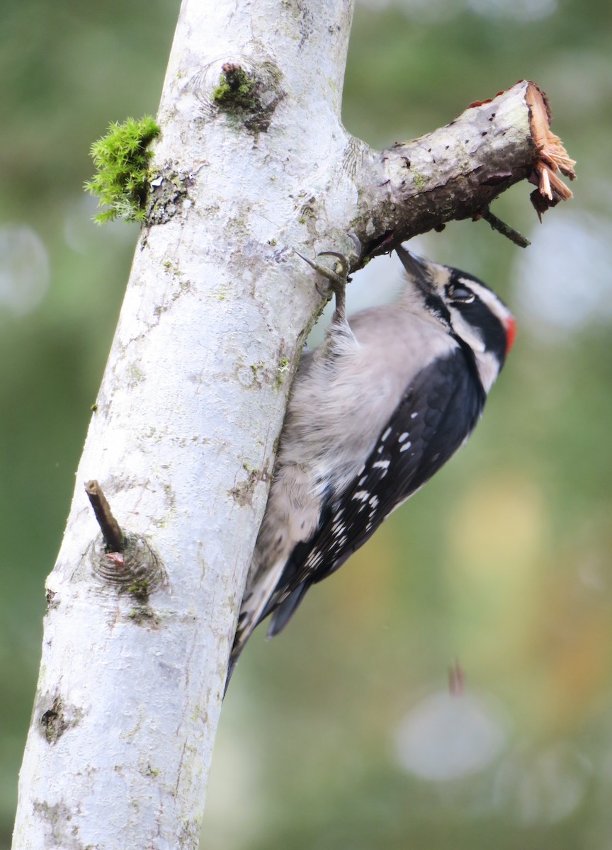Downy Woodpecker (Pacific) - ML644548804
