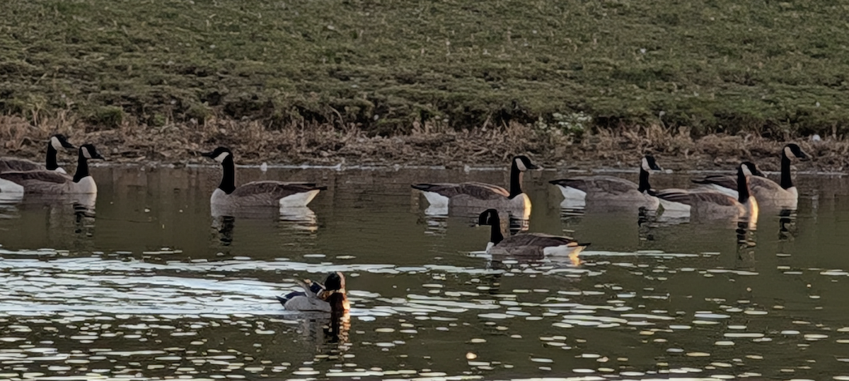 Canada Goose - ML644548806
