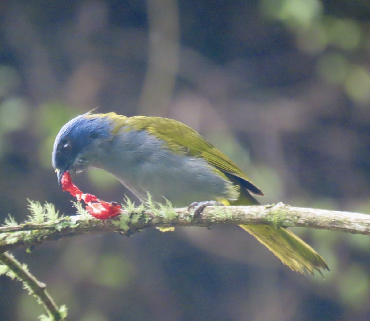 Blue-capped Tanager - ML644548810