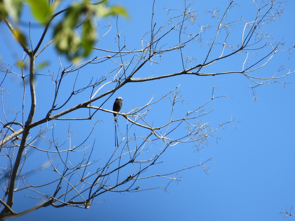 Long-tailed Tyrant - ML644548811