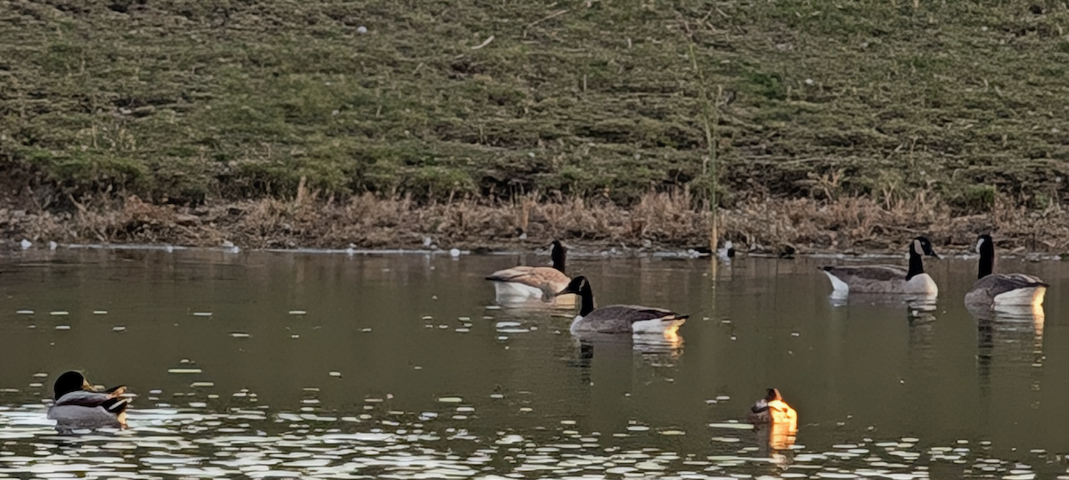 Canada Goose - ML644548813