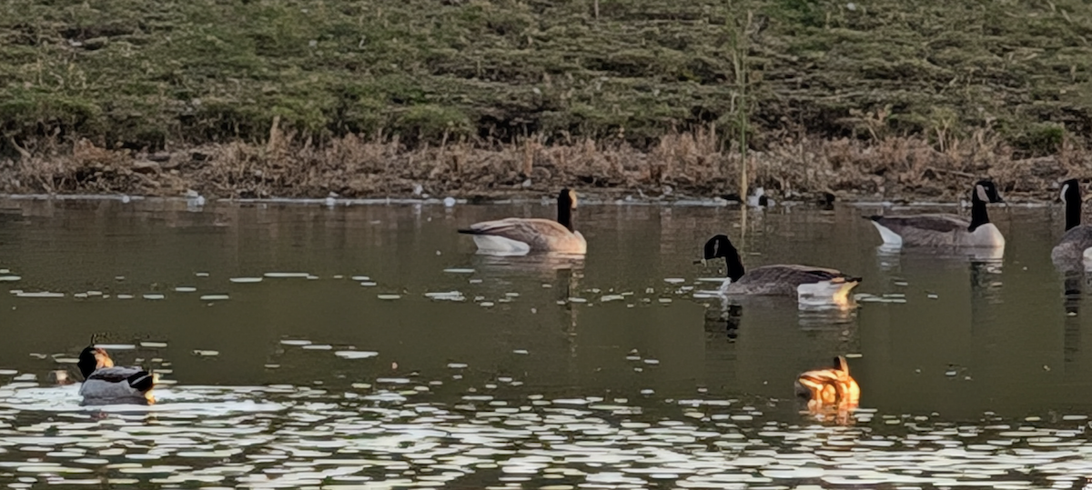 Canada Goose - ML644548816