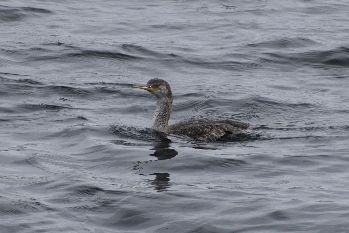 ヨーロッパヒメウ - ML644548822