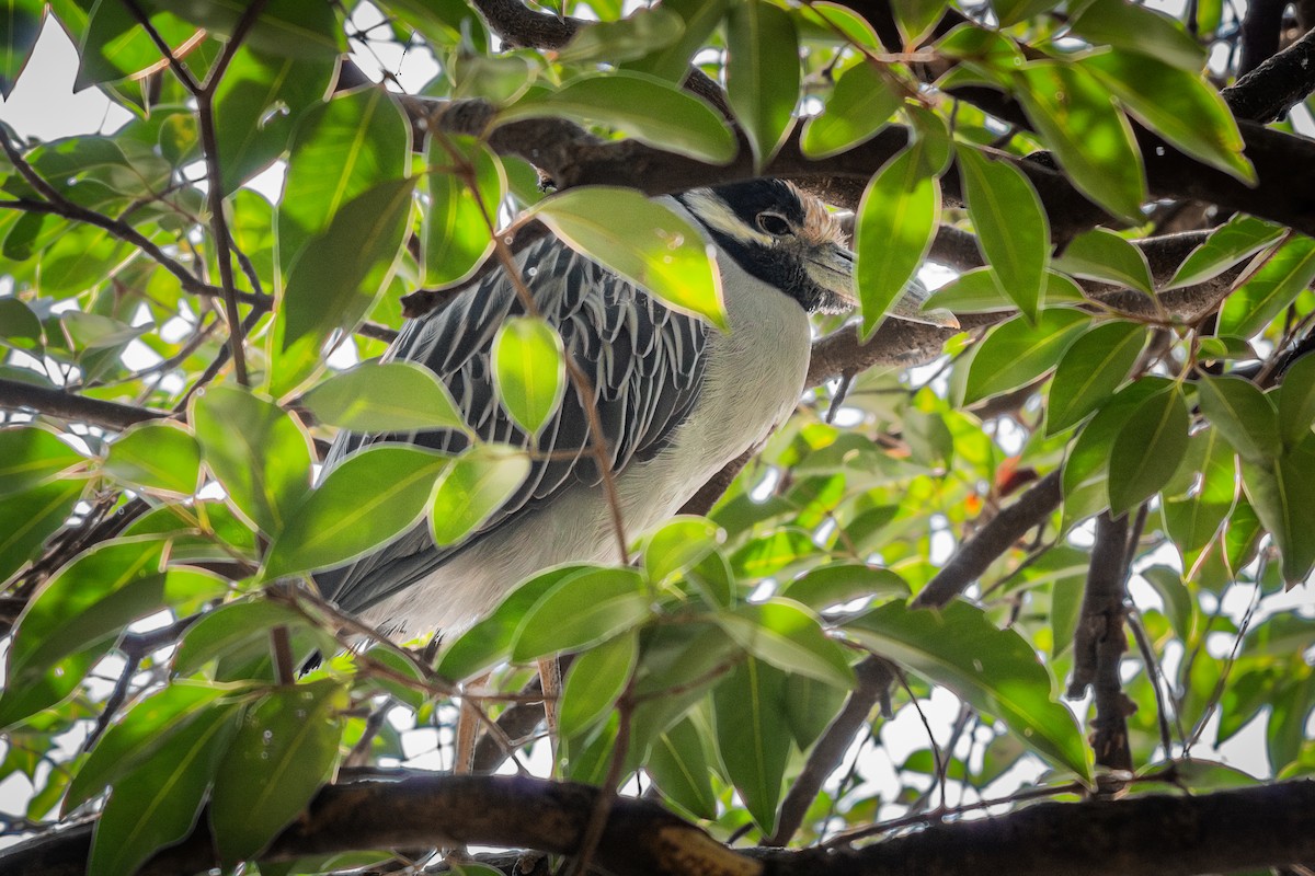 gulkronehegre - ML644548828