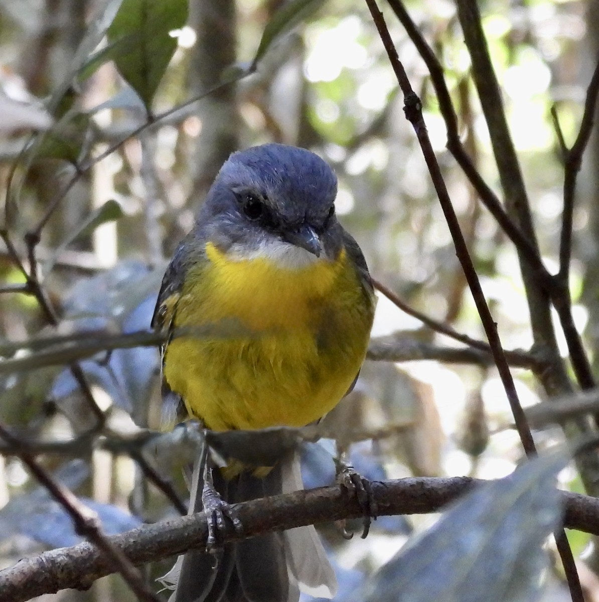 Petroica Amarilla - ML644548837