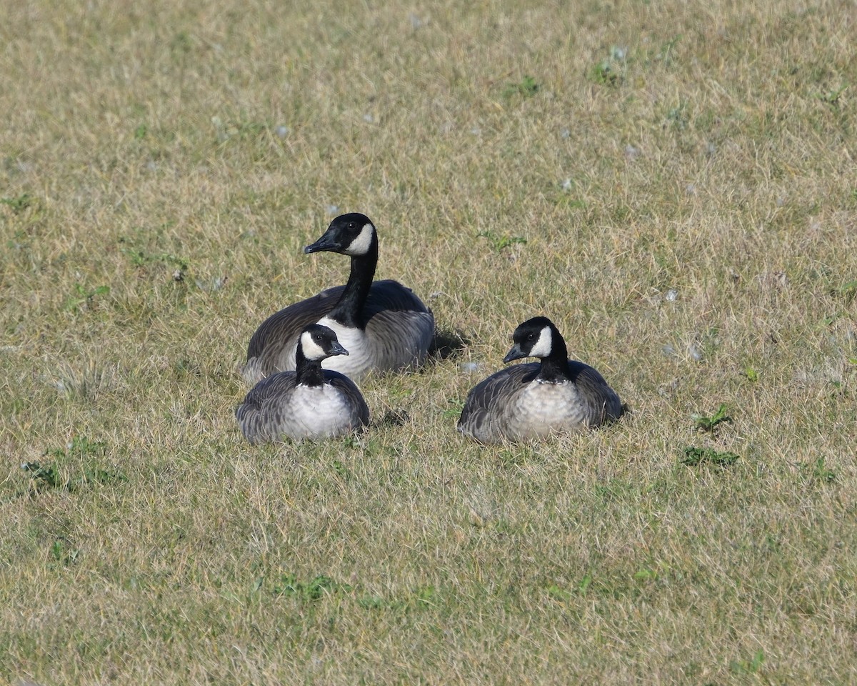 berneška malá - ML644548840