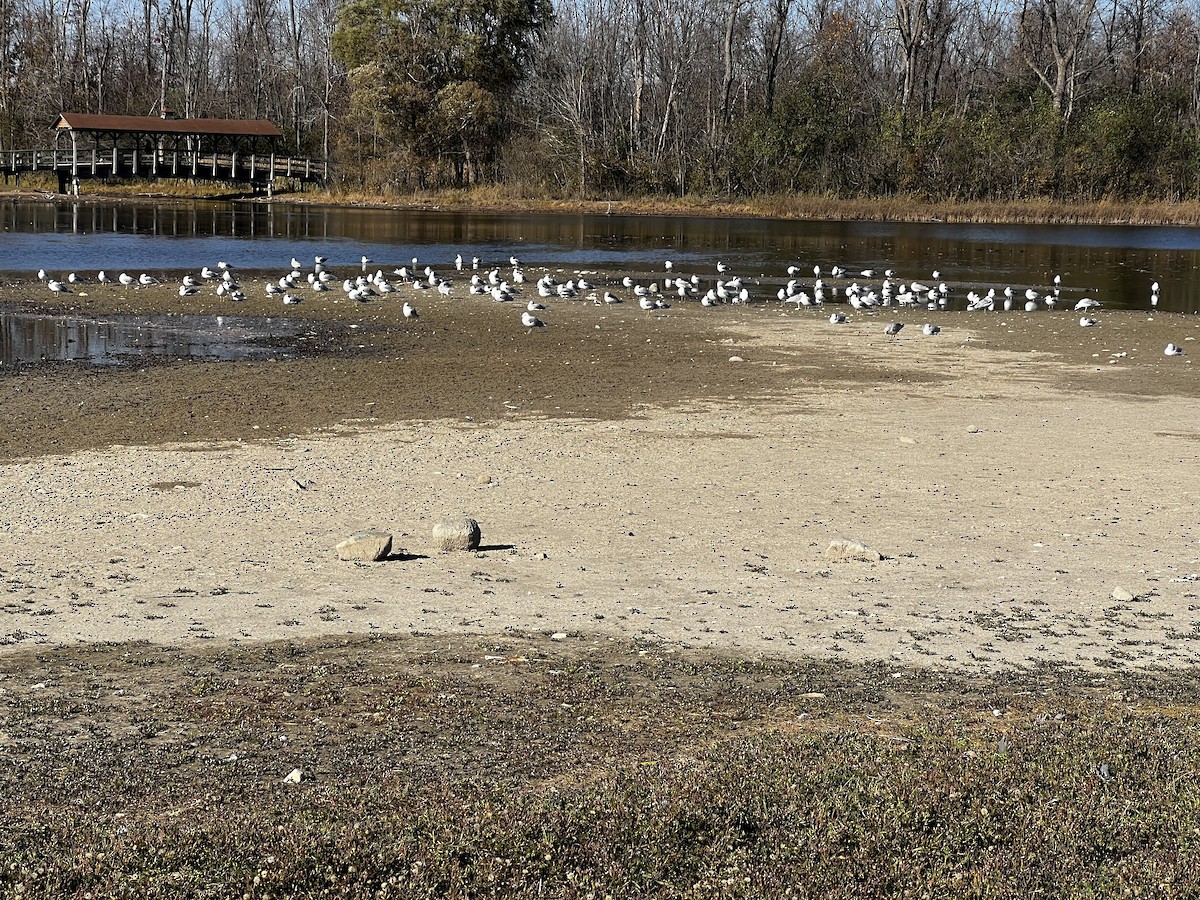 gull sp. - ML644548842