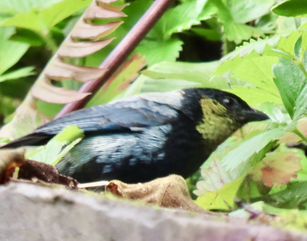 Silvery Tanager - ML644548843