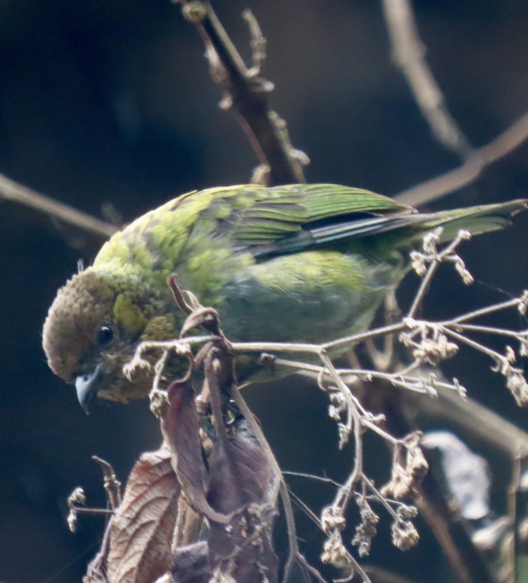 Silvery Tanager - ML644548844