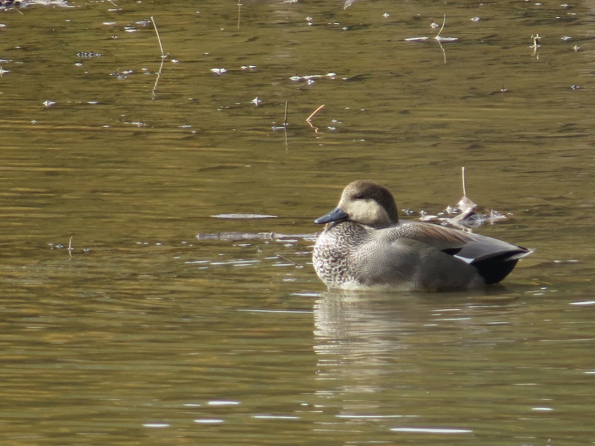 Gadwall - ML644548845