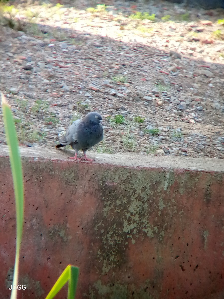 カワラバト（ドバト、家畜型） - ML644548852