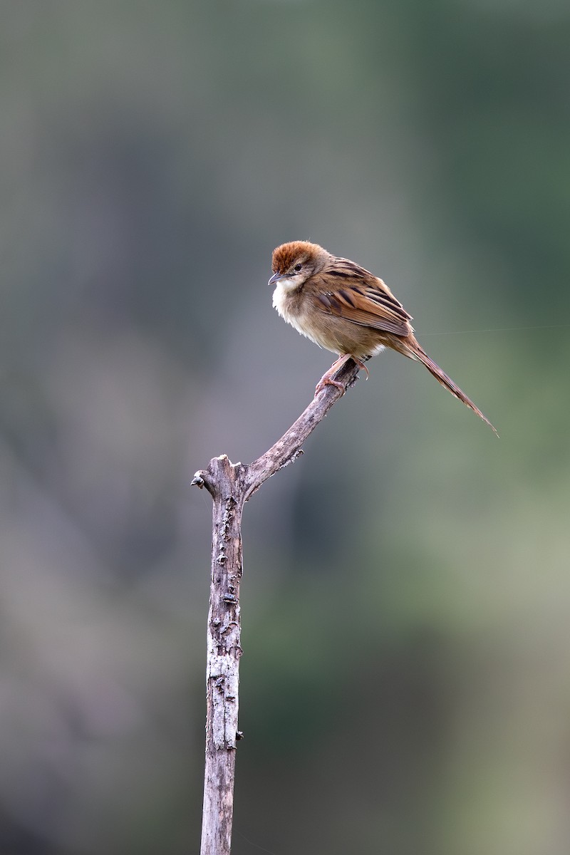 ズアカオオセッカ - ML644548853