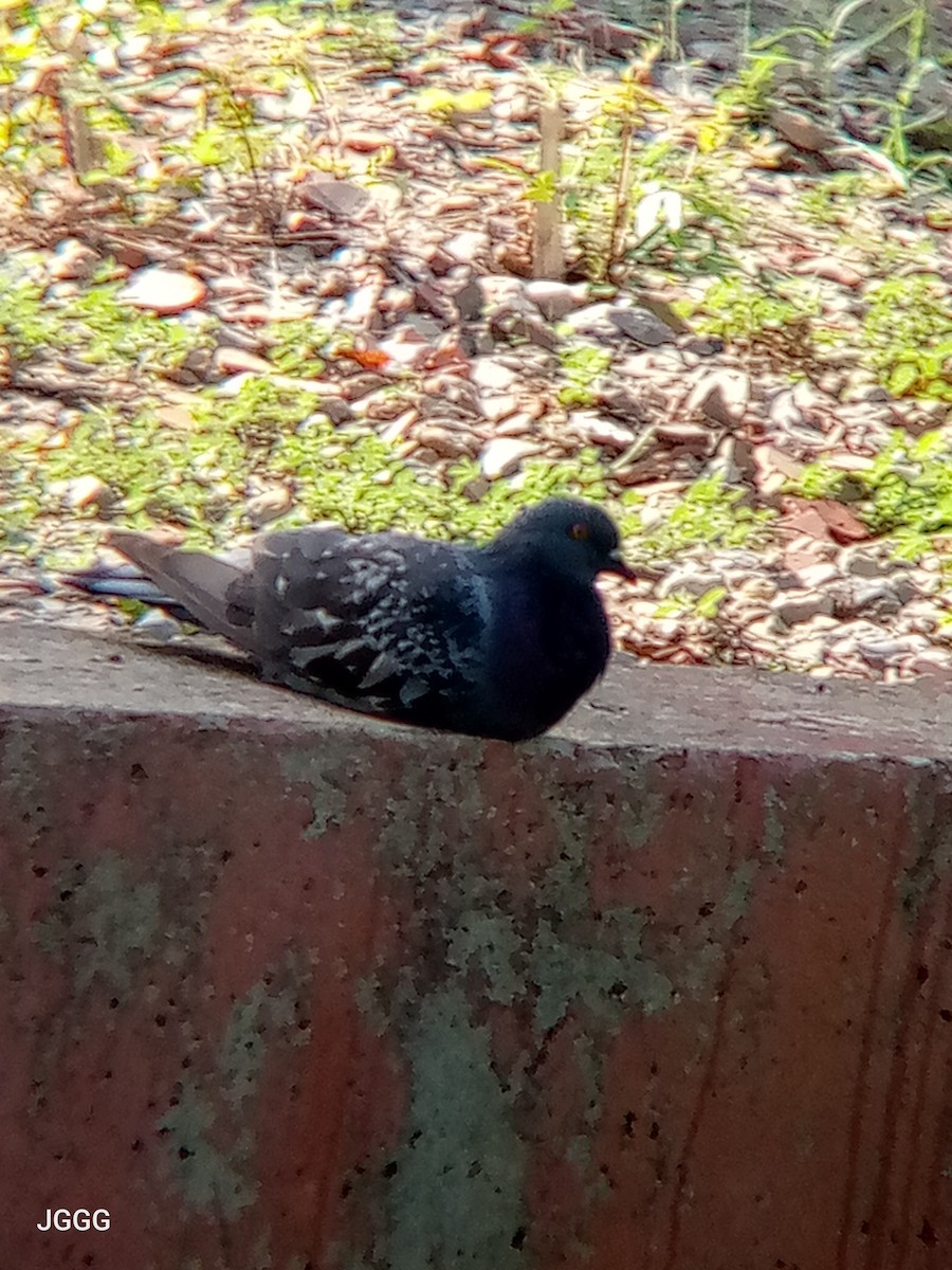 カワラバト（ドバト、家畜型） - ML644548865