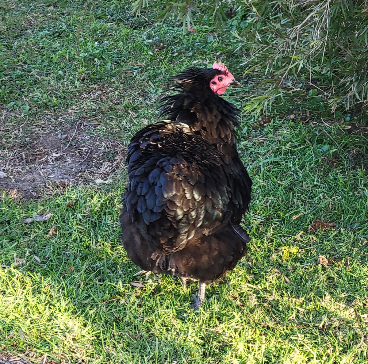 Bankivahuhn (domestiziert) - ML644548870