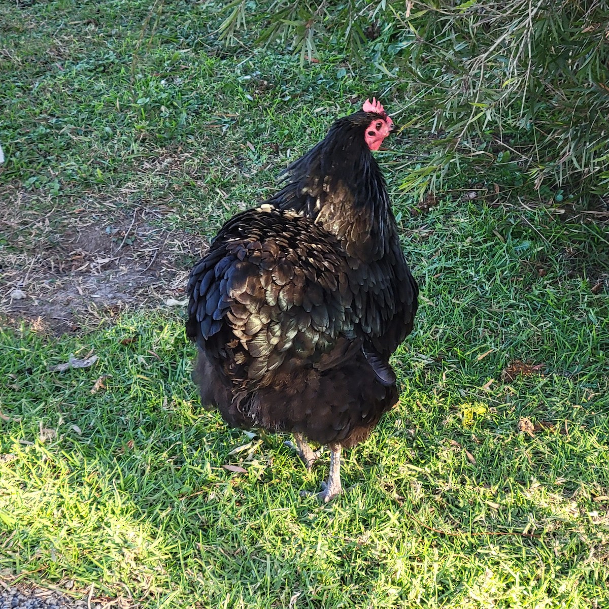 Bankivahuhn (domestiziert) - ML644548879