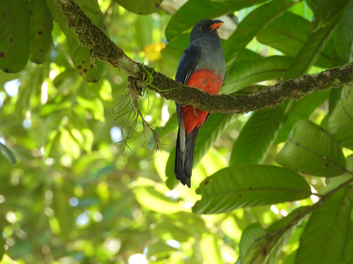 Schieferschwanztrogon - ML644548880