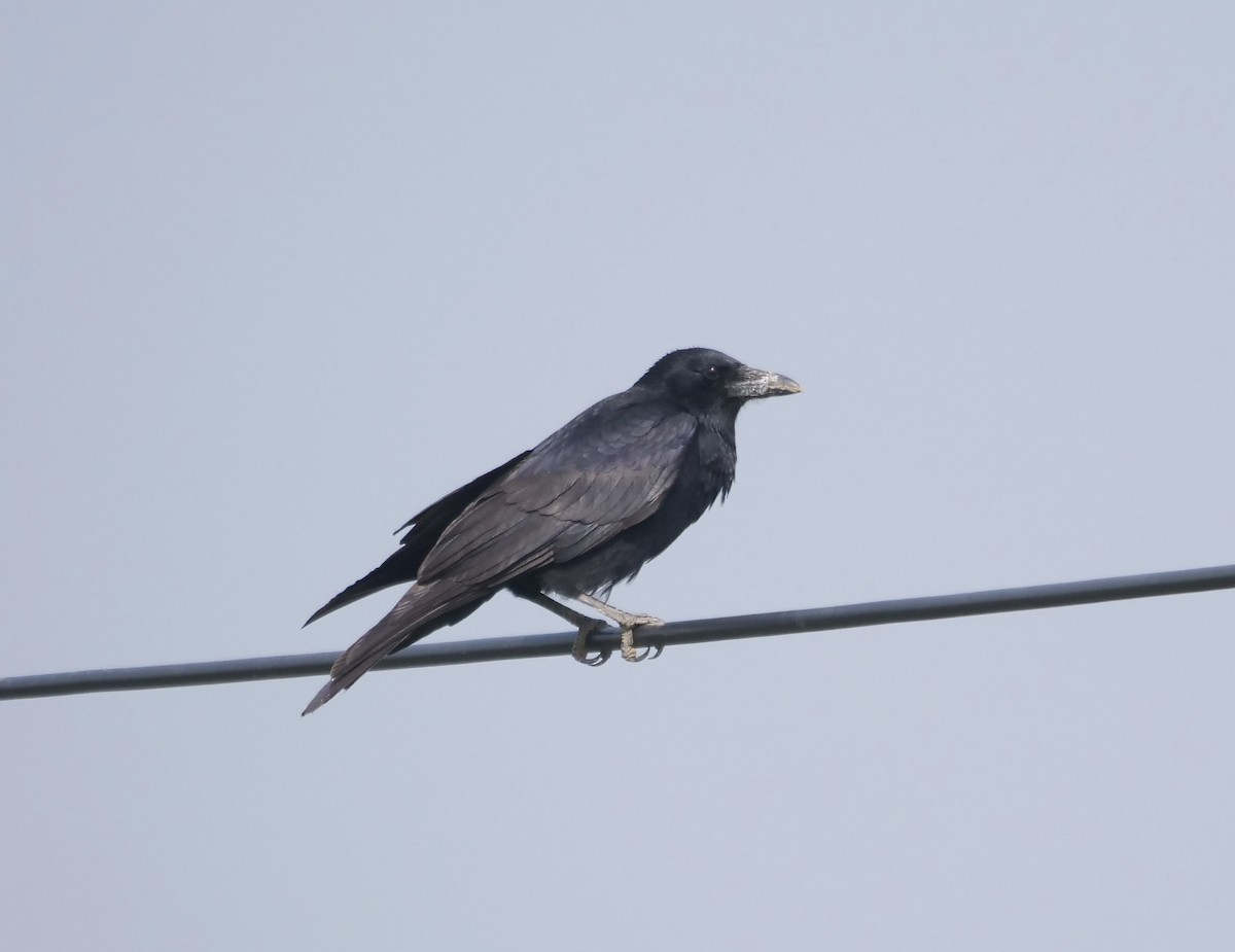 ハシボソガラス - ML644548881