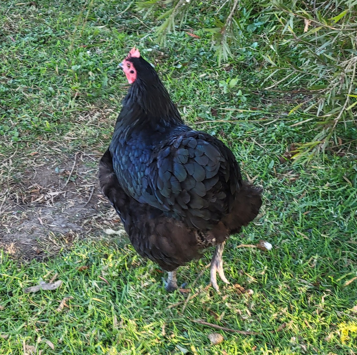 Bankivahuhn (domestiziert) - ML644548882