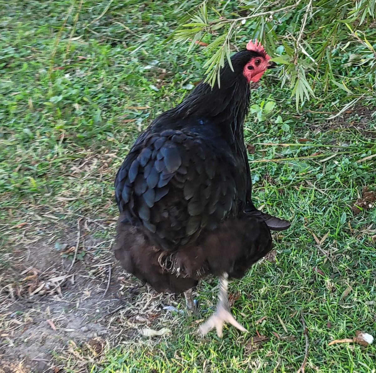 Bankivahuhn (domestiziert) - ML644548886