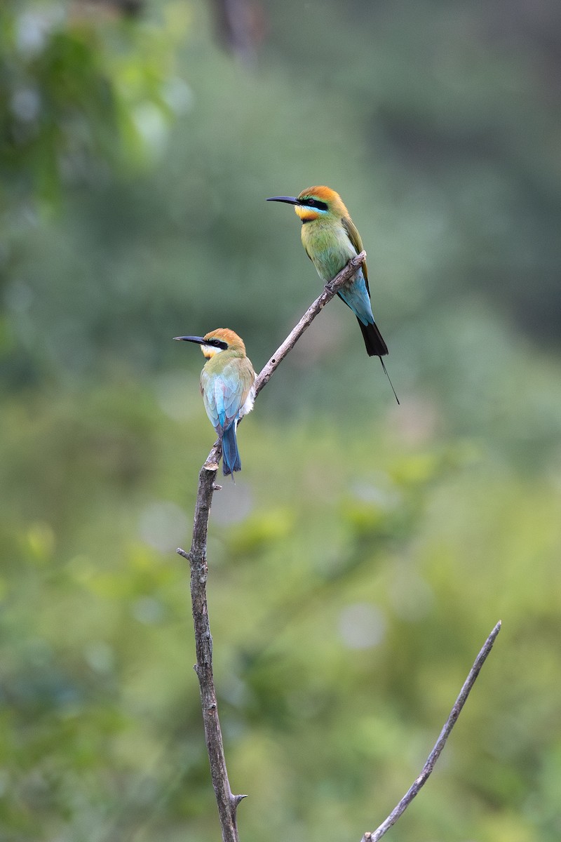 regnbuebieter - ML644548889