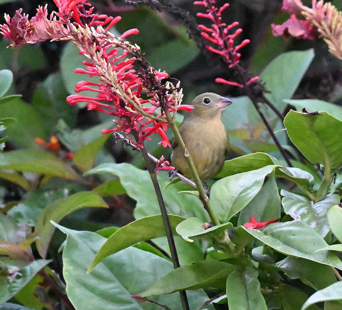 Painted Bunting - ML644548894