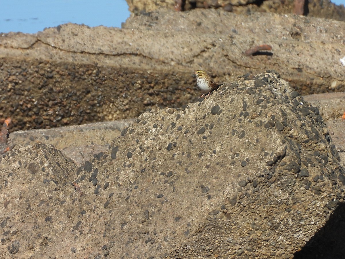 Savannah Sparrow - ML644548897