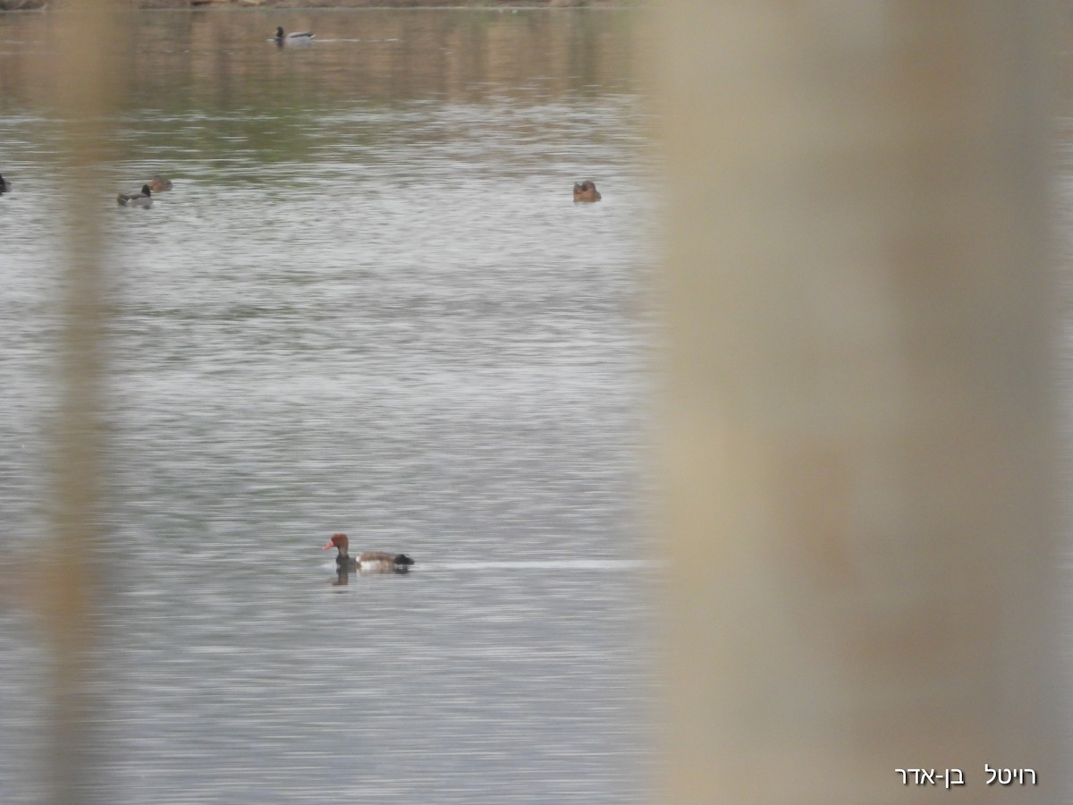 Red-crested Pochard - ML644548905
