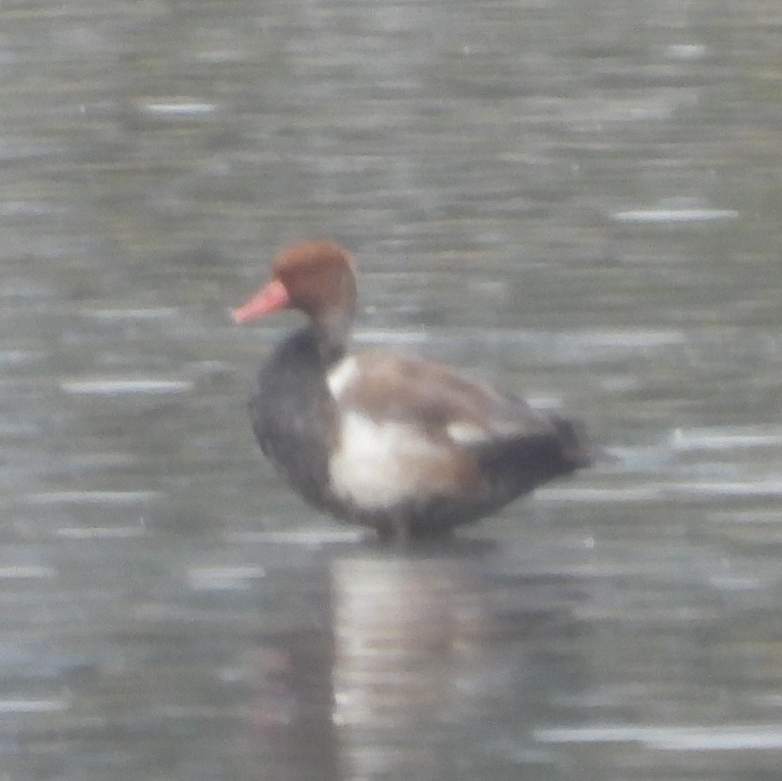 Red-crested Pochard - ML644548907