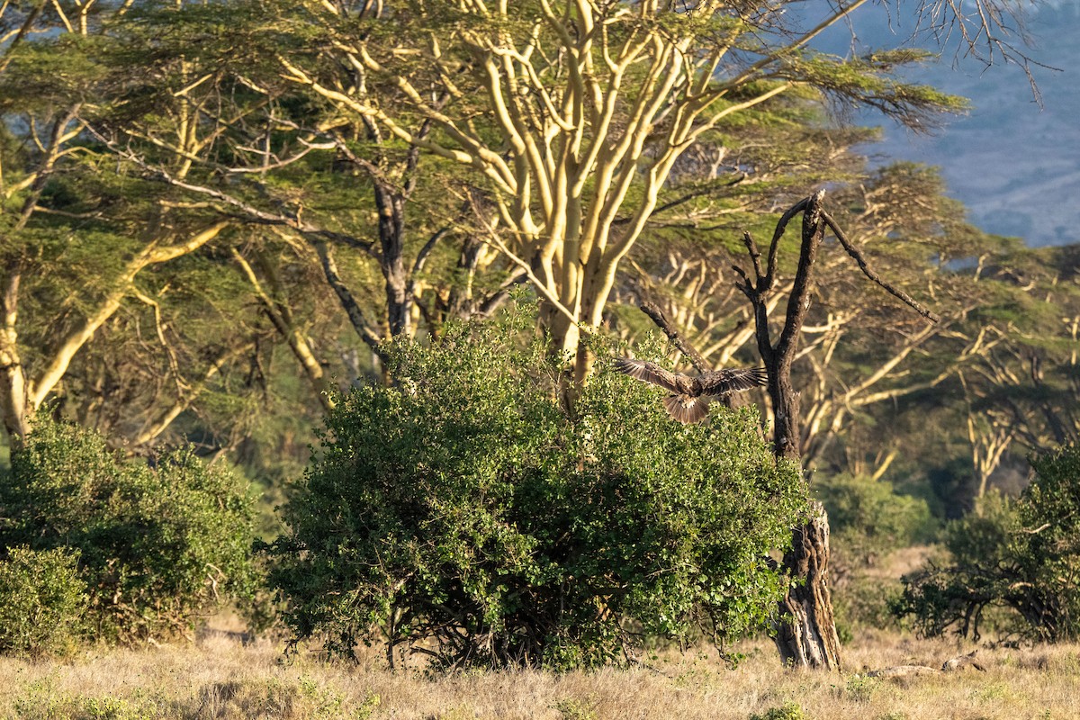 Tawny Eagle - ML644548908