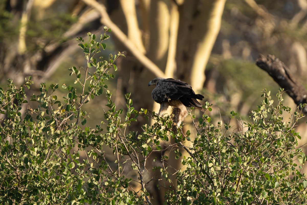 Tawny Eagle - ML644548909