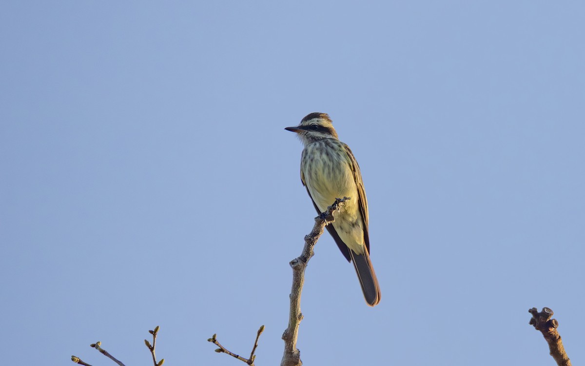 Tyran tacheté - ML644548914