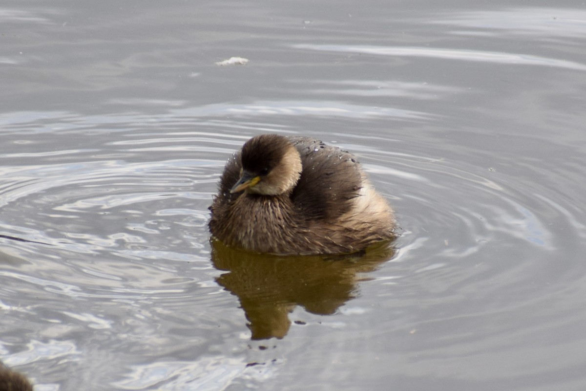 Хурган шунгуур - ML644548916