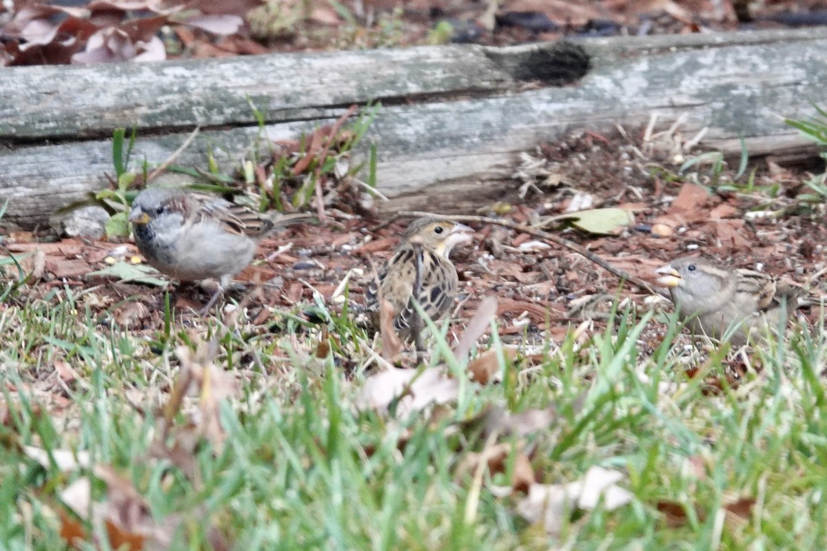 papežík americký - ML644548922