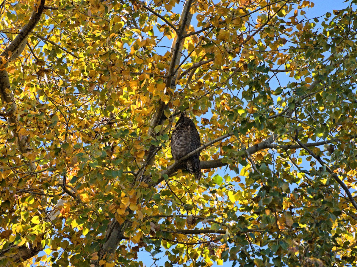 Grand-duc d'Amérique - ML644548930