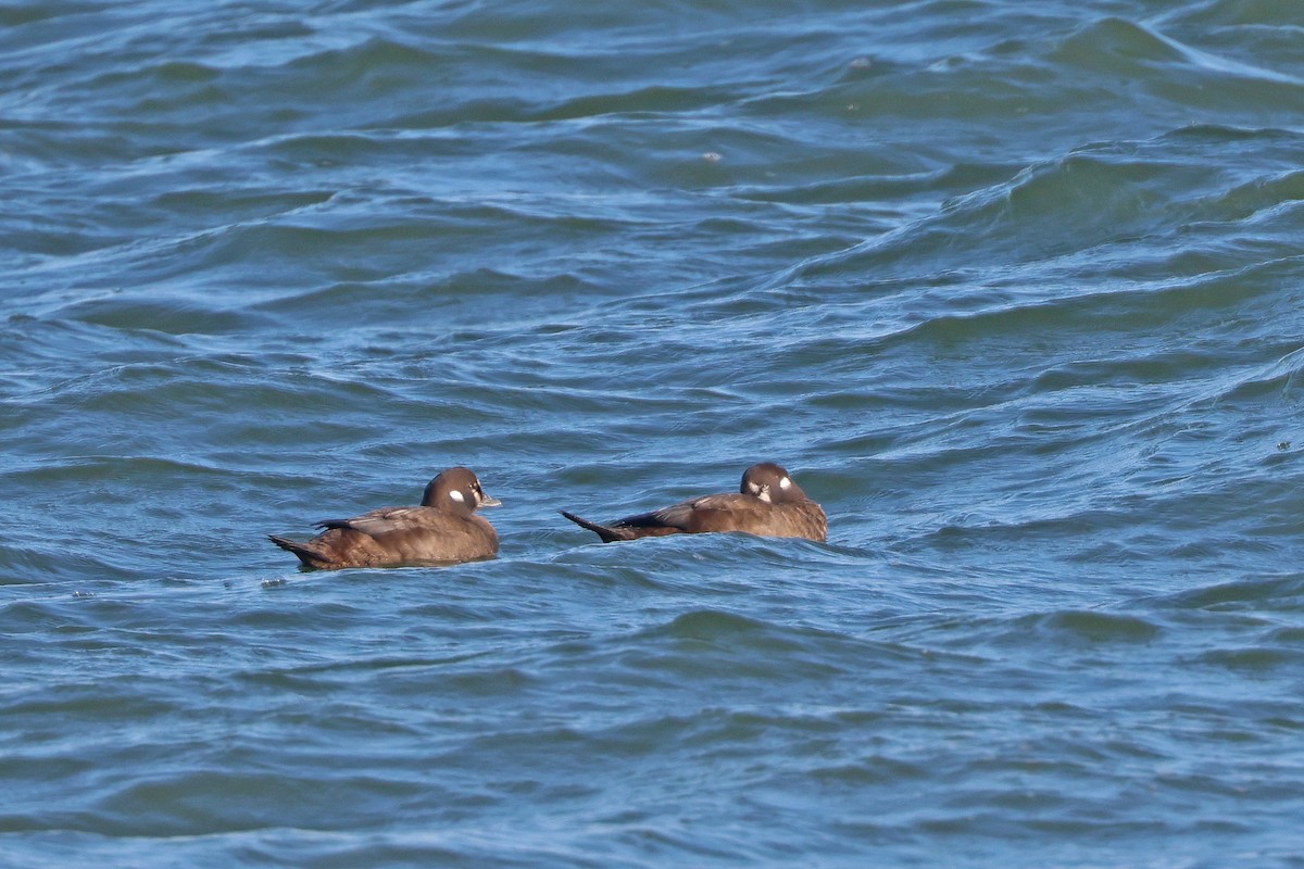 Хотгуужин чөрх - ML644548931