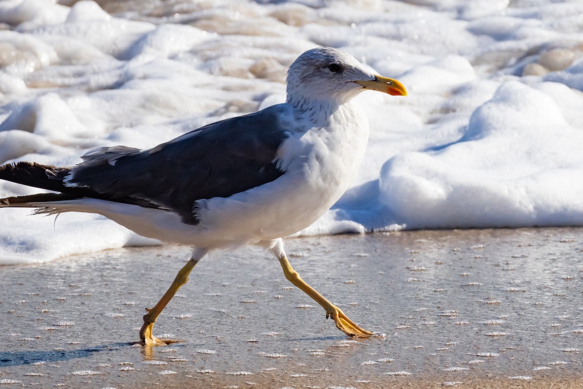 Lesser Black-backed Gull - ML644548933