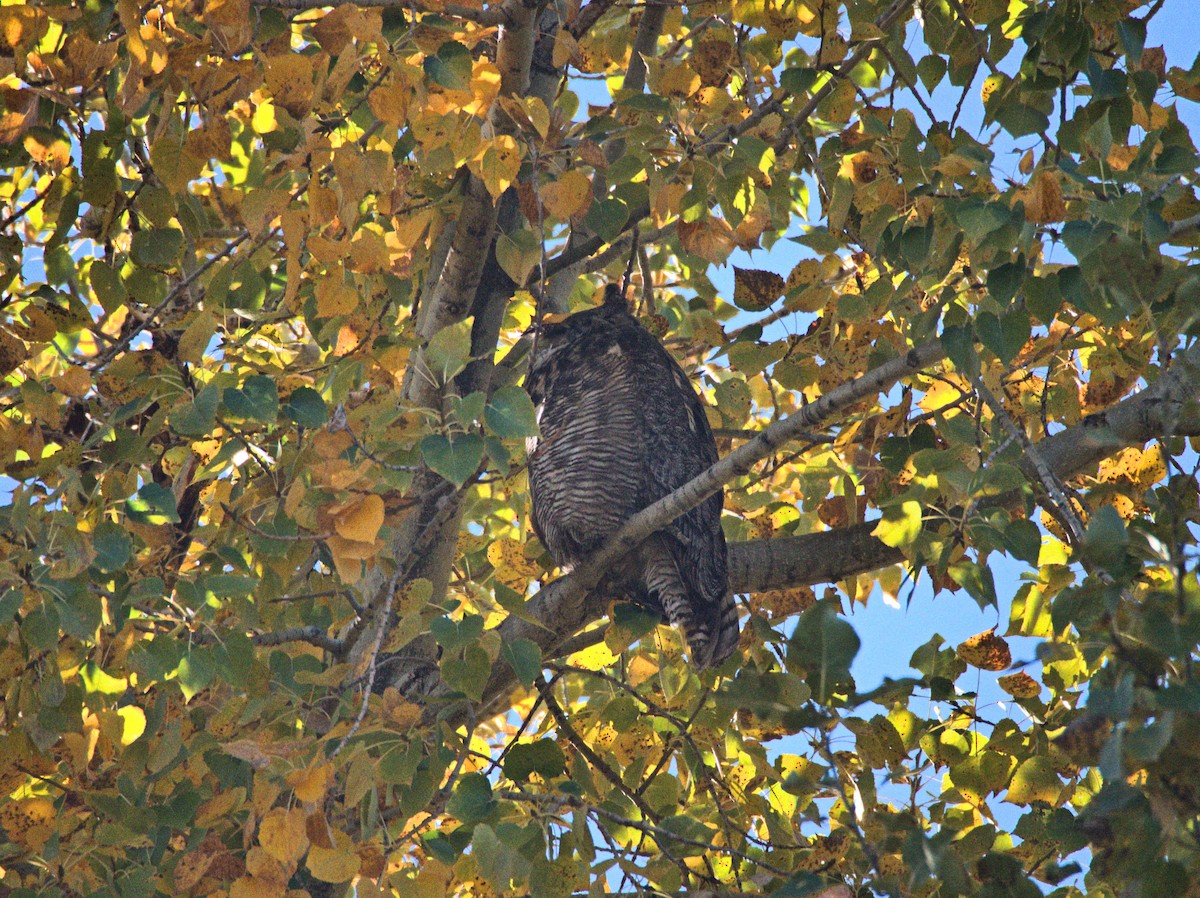 Grand-duc d'Amérique - ML644548942